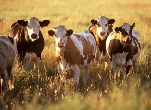 农场动物打嗝是如何加剧全球变暖的